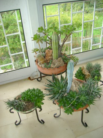 aqui são 3 que tenho no meu terraço